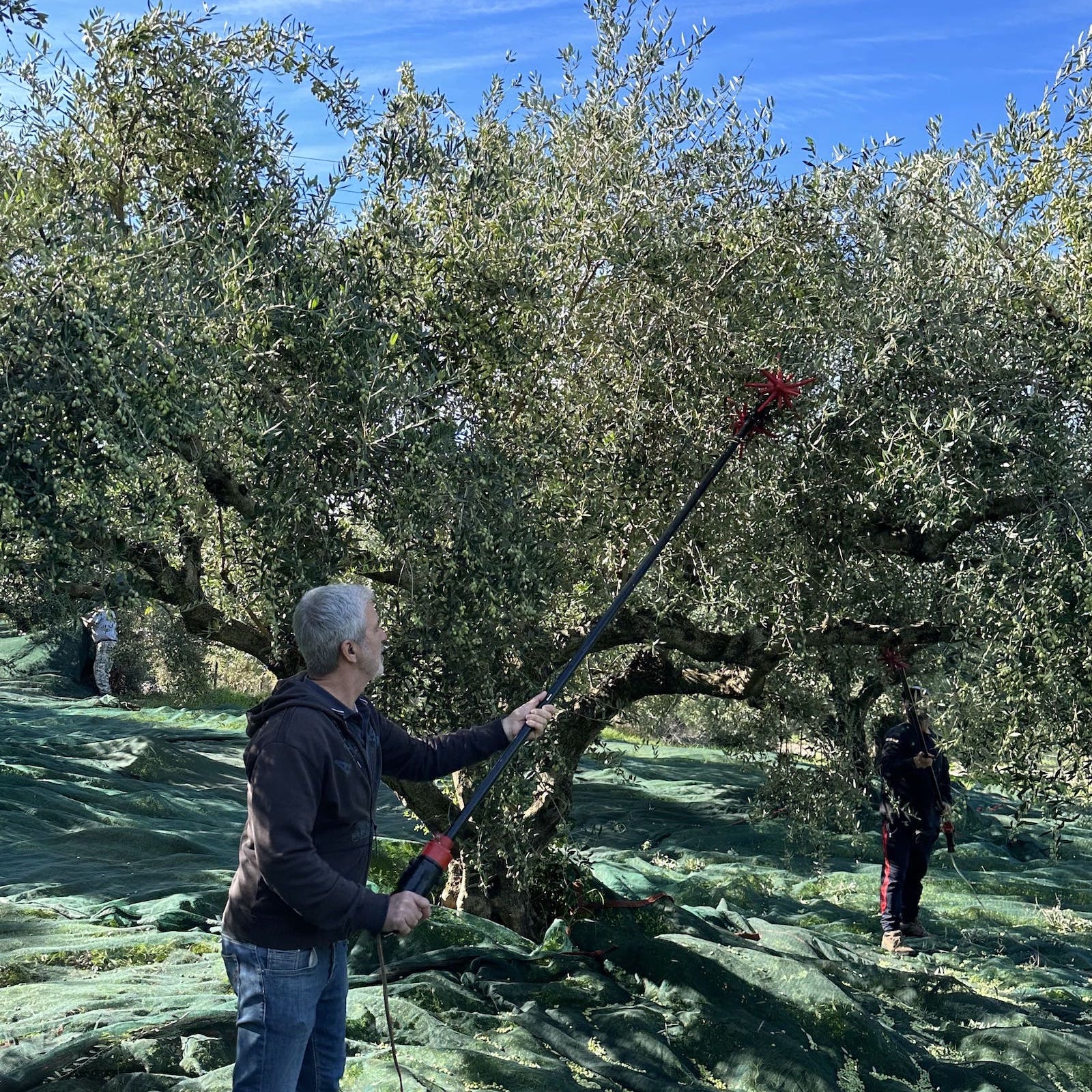 Oliven Ernte 2022