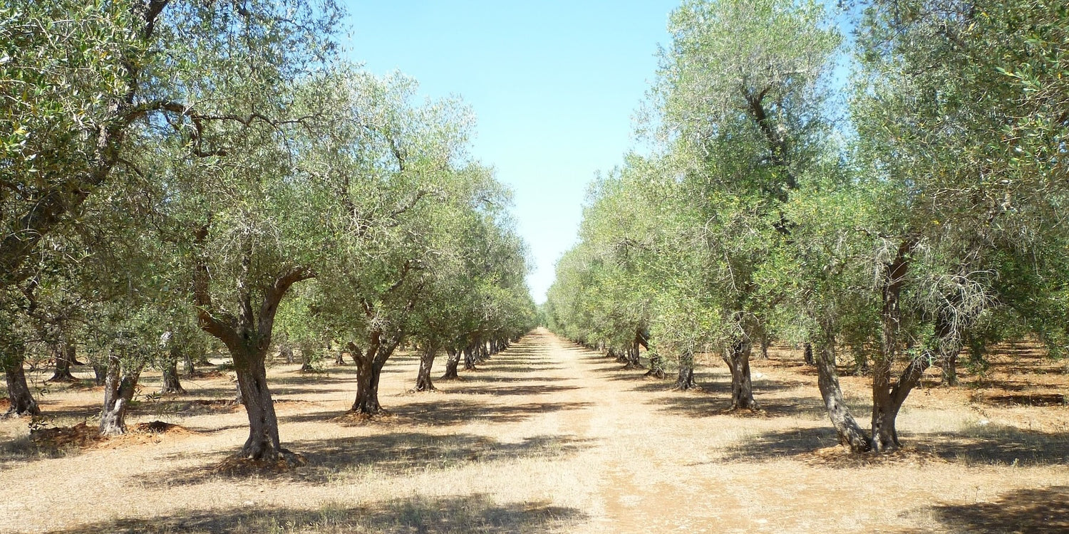 Olivenernte mit Vibrolis