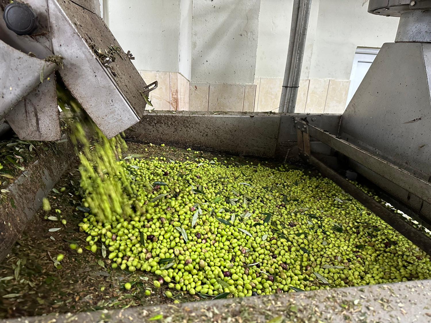 Olivenöl Gerstellung Mühle