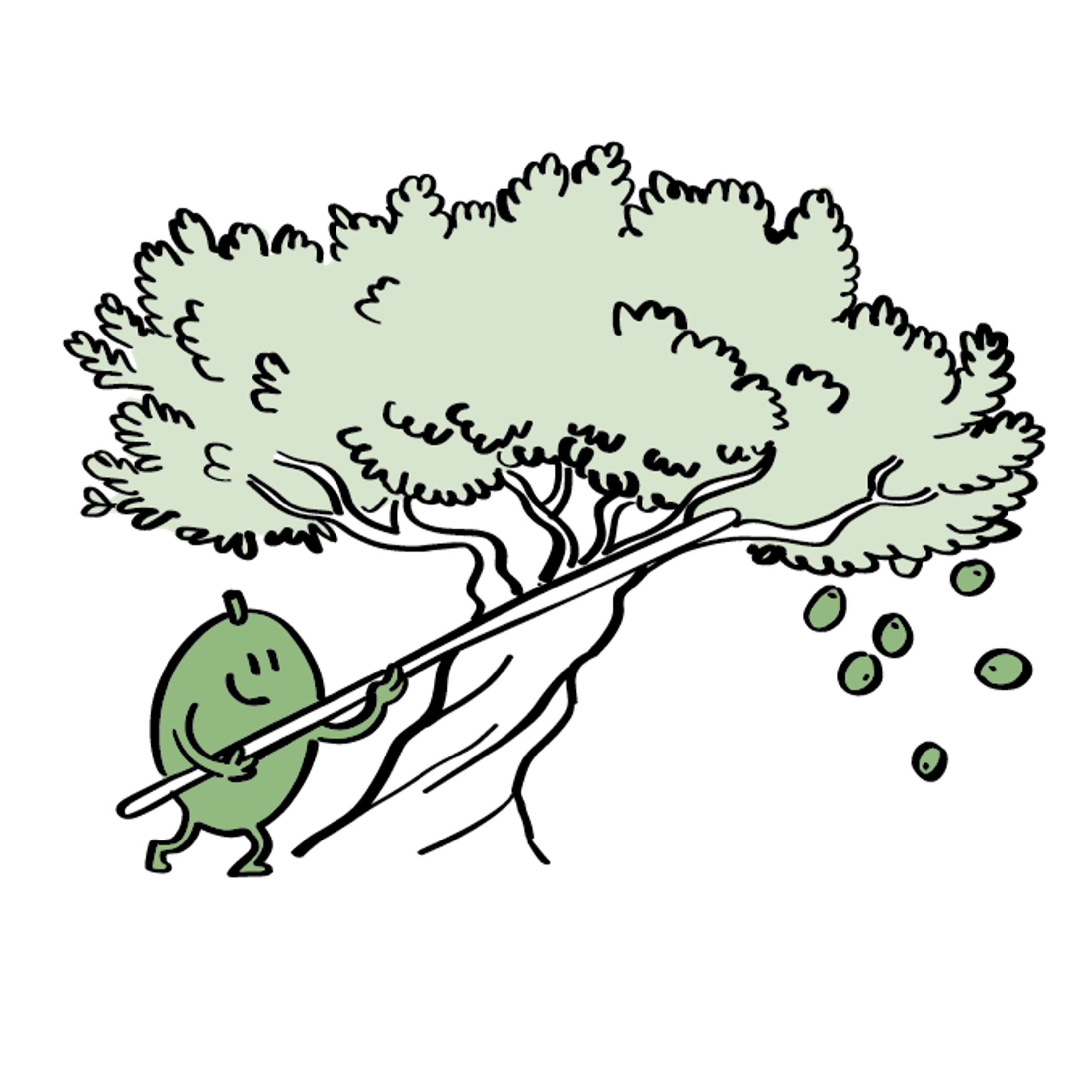 Olivenöl Erzeuger schonende Ernte