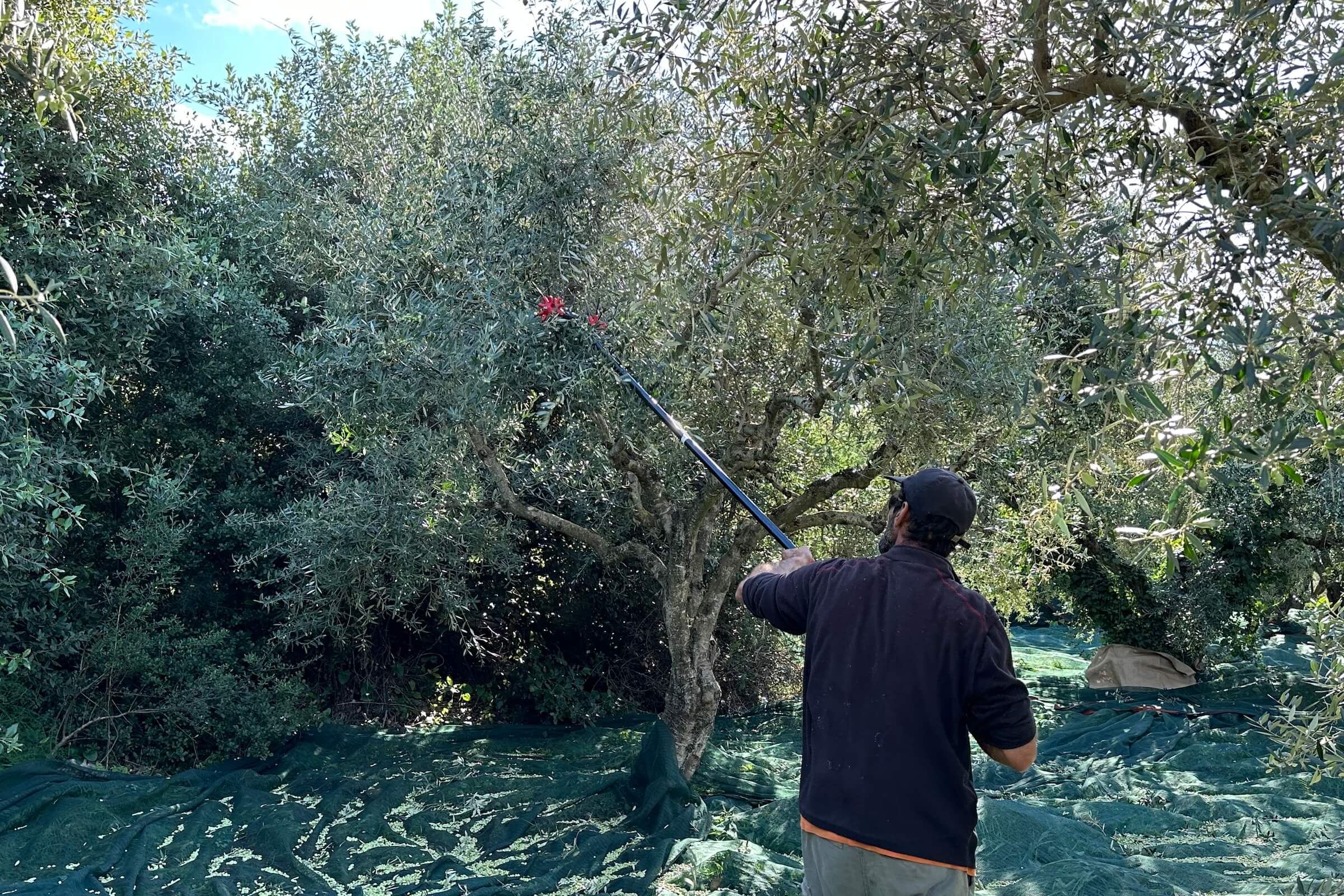 Manuelle Olivenernte