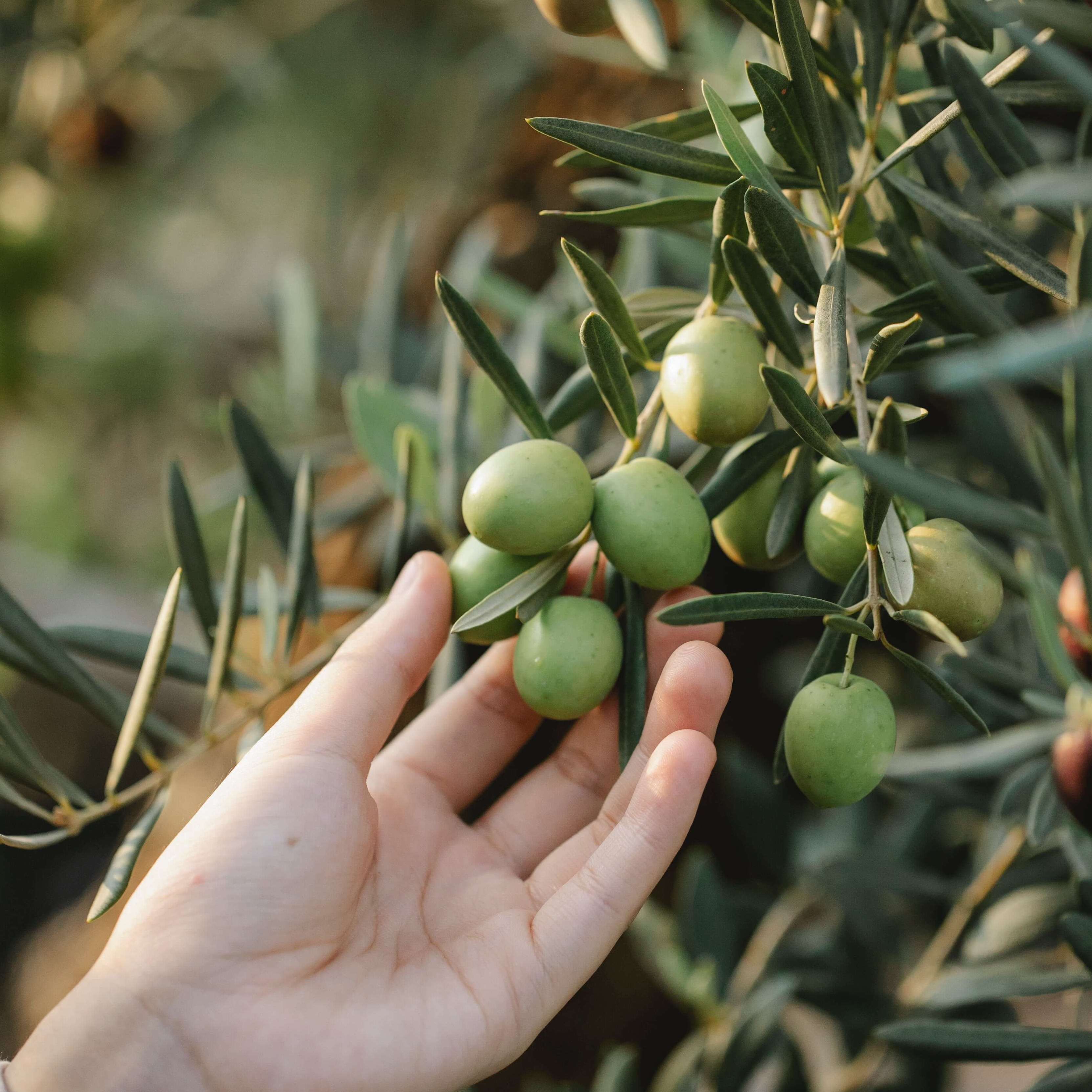 Kalamata Oliven Ernte