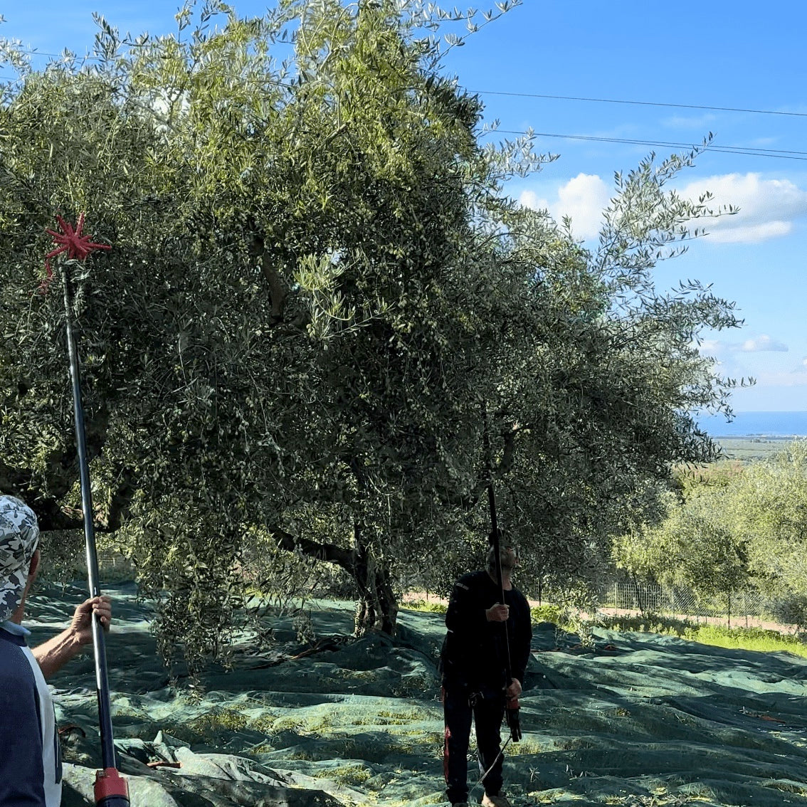 Olivenernte mit Vibrolis