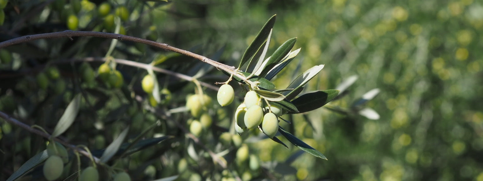 Natives Olivenöl Extra kaufen