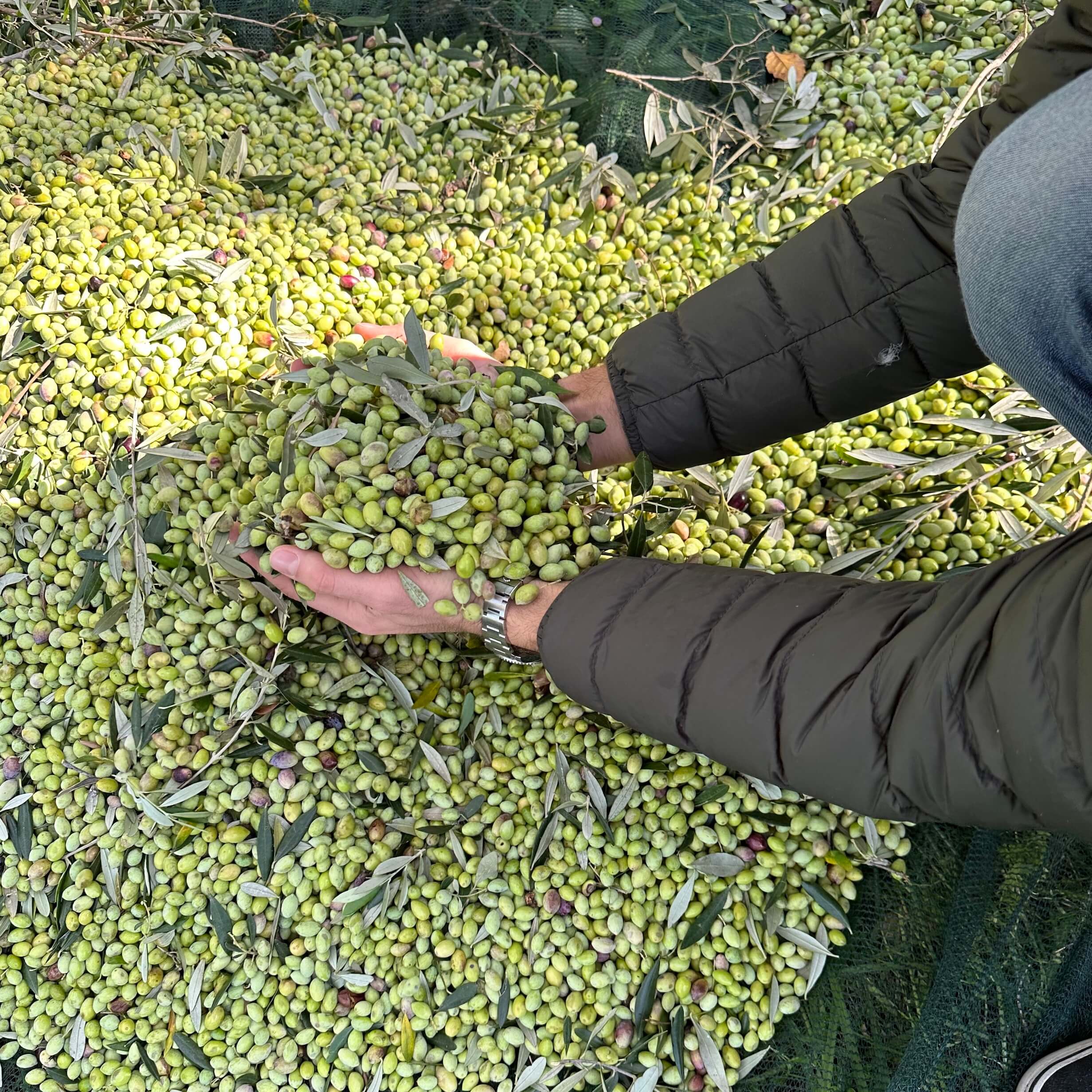 Schonende Olivenernte unreifer Oliven